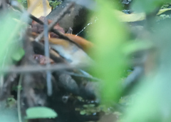 Certhiaxis cinnamomeus