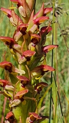 Disa brevicornis