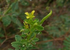 Cleome viscosa