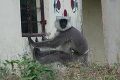 Semnopithecus schistaceus