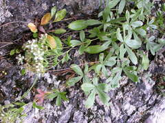 Potentilla caulescens