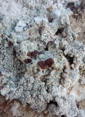 Acarospora nodulosa