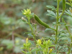 Cleome viscosa