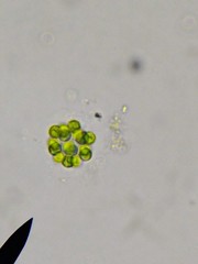 Pandorina