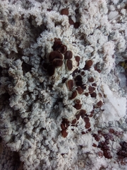Acarospora nodulosa