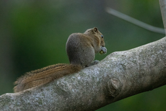 Callosciurus pygerythrus