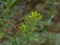 Cleome viscosa