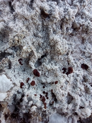 Acarospora nodulosa