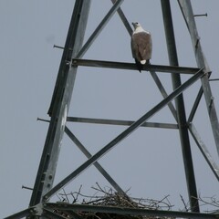 Haliaeetus leucogaster