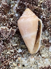 Conus ventricosus