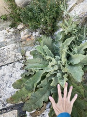 Verbascum