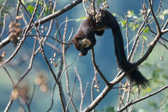 Ratufa bicolor