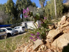 Lamium amplexicaule