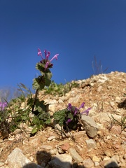 Lamium amplexicaule
