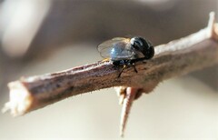 Lonchaea