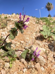Lamium amplexicaule
