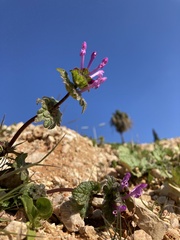 Lamium amplexicaule