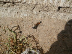 Ammophila