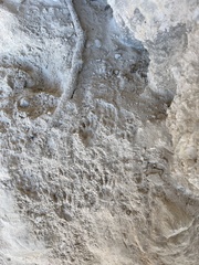 Otospermophilus variegatus