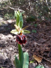Ophrys sphegodes