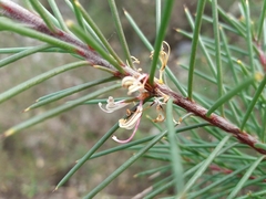 Hakea decurrens
