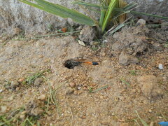 Ammophila