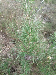 Hakea decurrens