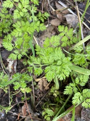 Anthriscus caucalis