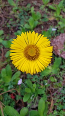 Osbertia stolonifera
