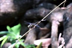 Gomphidia kodaguensis