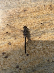 Bradinopyga geminata