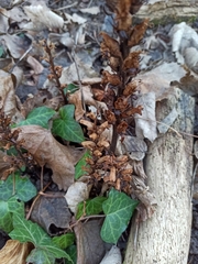 Orobanche