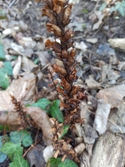 Orobanche