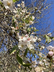 Prunus amygdalus