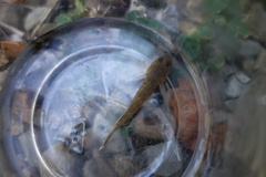 Rhinogobius candidianus