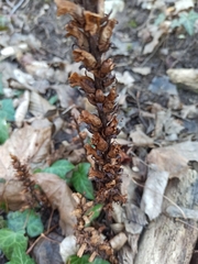 Orobanche