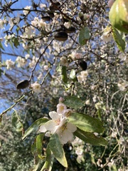 Prunus amygdalus