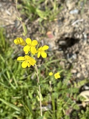Brassica rapa