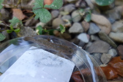 Rhinogobius candidianus