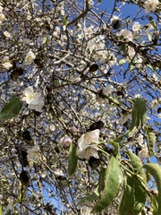 Prunus amygdalus