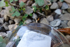 Rhinogobius candidianus