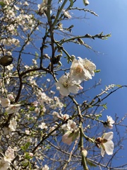 Prunus amygdalus
