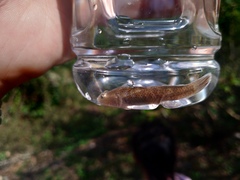 Rhinogobius candidianus