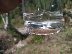 Rhinogobius candidianus