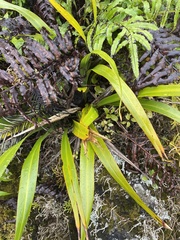 Phormium cookianum hookeri