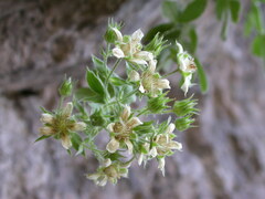 Potentilla caulescens