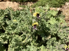 Hyoscyamus aureus