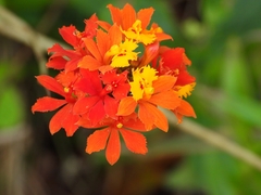 Epidendrum fulgens