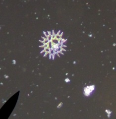 Hydrodictyaceae