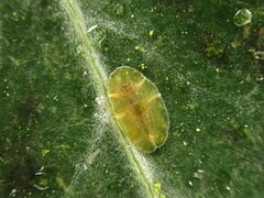Lichtensia viburni